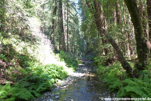 Muir Woods