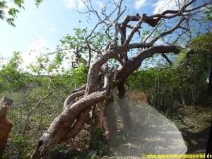 Bonaire