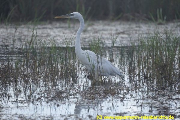 Everglades