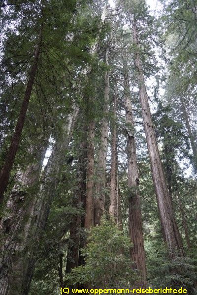 Muir Woods