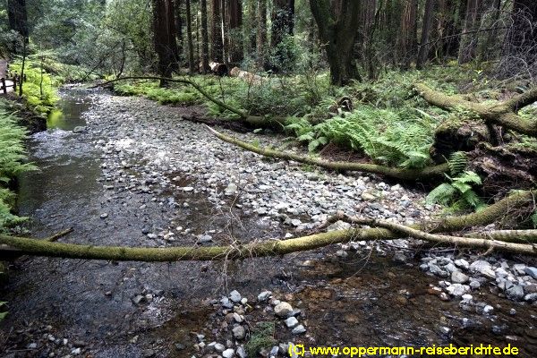 Muir Woods