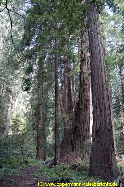 Muir Woods