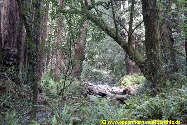 Muir Woods