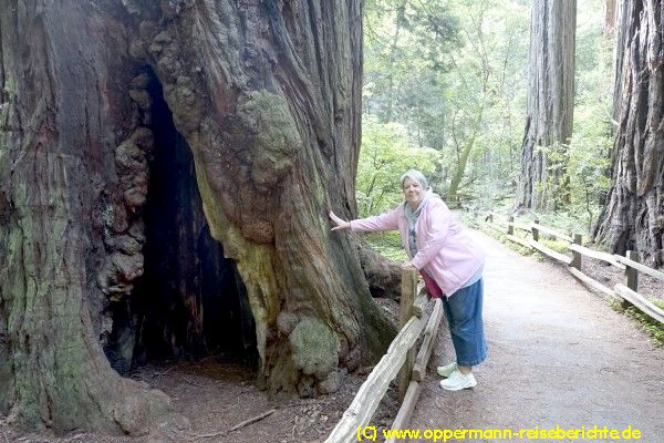 Muir Woods