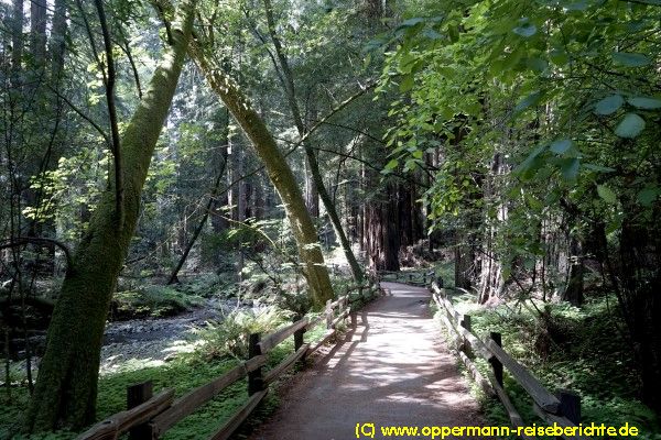 Muir Woods