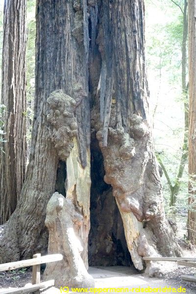 Muir Woods