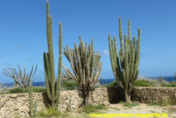 Aruba