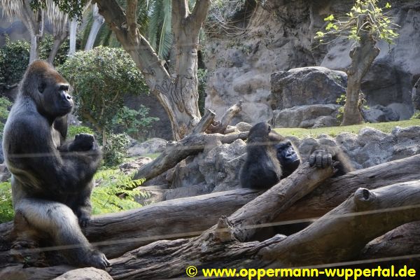 Loro Parque