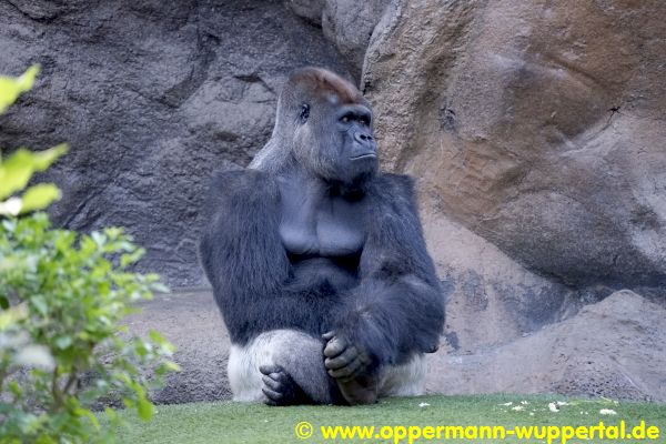 Loro Parque