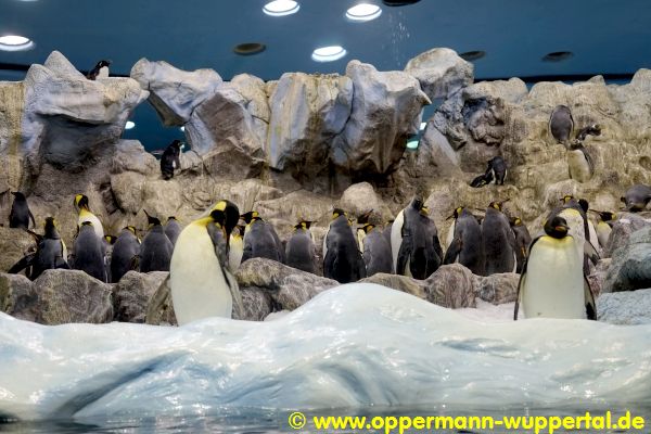 Loro Parque