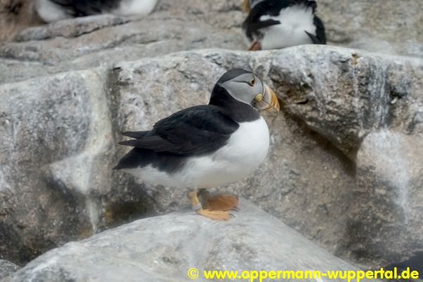 Loro Parque