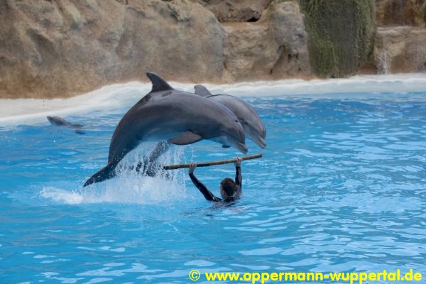 Loro Parque