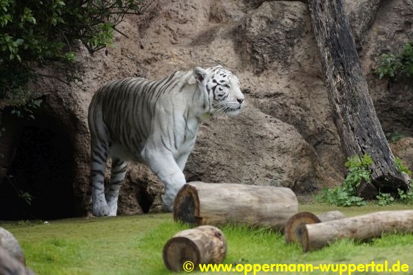 Loro Parque