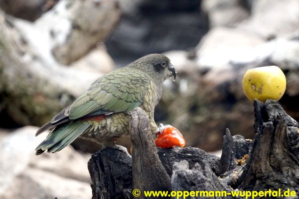 Loro Parque