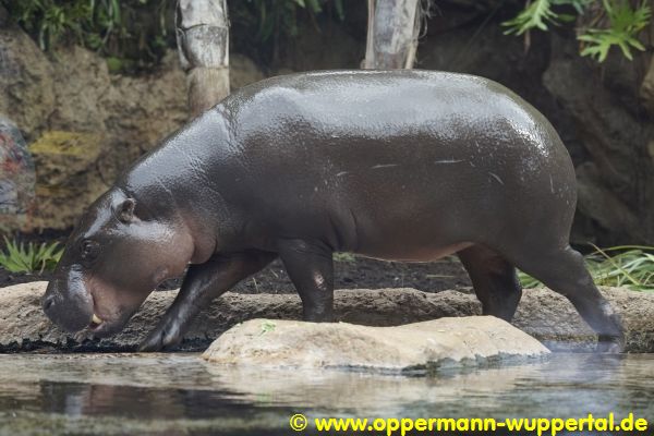 Loro Parque