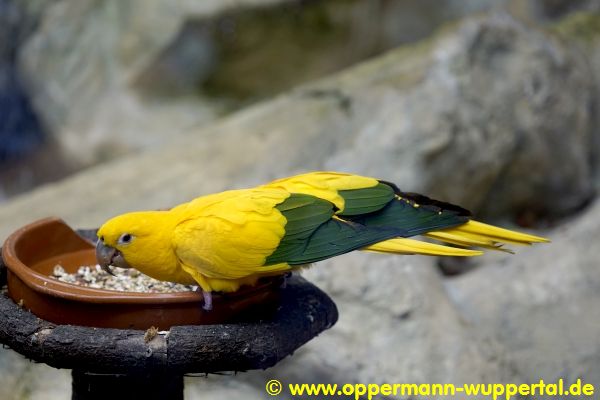 Loro Parque