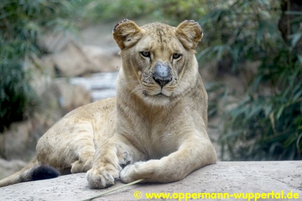 Loro Parque