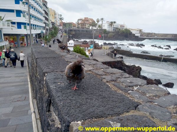 Puerto de la Cruz