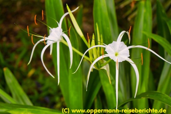 Botanischer Garten