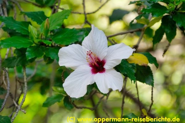 Botanischer Garten